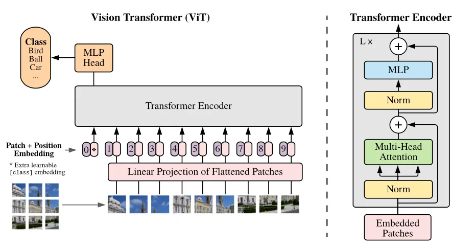 ViT 将图像 patch 线性投影为序列，并通过 Transformer encoder 和分类头完成识别